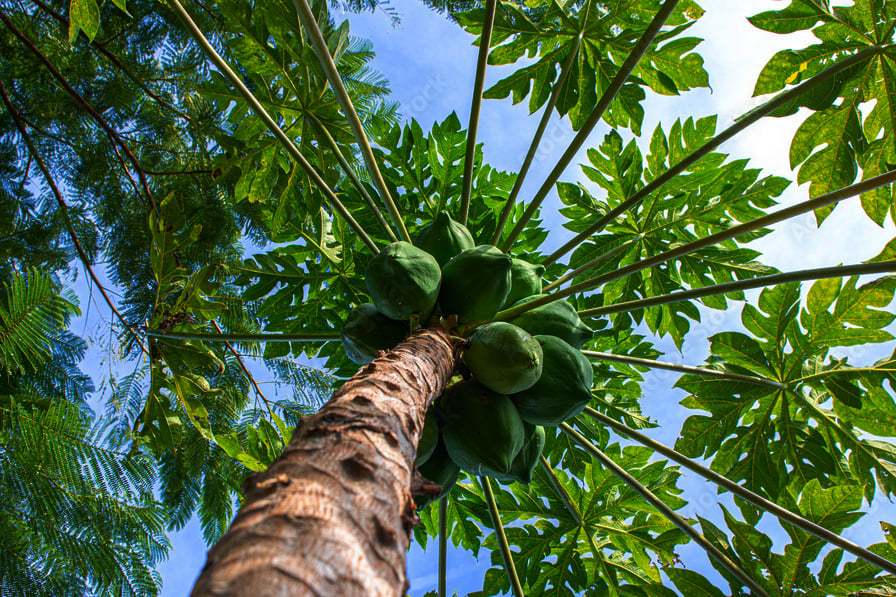 PAPAYA_2 PAPAYA_2